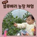부산 근교 아기랑 가볼만한 곳 열매가푸른날 블루베리 따기 체험 18개월 아기와 다녀온 후기