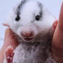 햄스터분양 베이비초롱 이미지