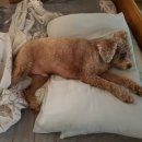 에스엘 독 이미지