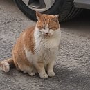 금동이네 이미지