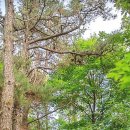 마국산둘레길 이미지