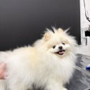 까까독(아산애견미용실아산애견호텔) | 까까독 :: 아산 애견 미용, 아산 애견 미용실