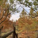 [공지] 진주 경상남도수목원 단풍 후기 @ 부산근교 단풍명소