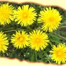 상운사 - 1185 | 상운사