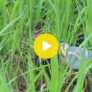 좋은 글 여름에 폭염에 6월에 신갈천의 새 왜가리의 물고기 먹기 이미지