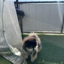 [신규]바이올린 | 가평 바이올린 글램핑 카라반 애견동반 여행 후기