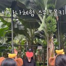 바나나 | 제주 이색체험 추천｜국내 최대 바나나농장 ‘스위트몽키’ 후기