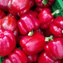 우듬지농장 이미지