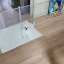 낭창한 강아지 이미지