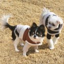 행복하게 해줄개 이미지