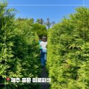미로파크 | 제주도 여행 중문미로파크 난이도 및 솔직 후기