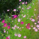 잣나무향기 이미지