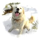 초복농장 이미지