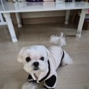 다녀오개습니다 이미지