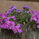 들꽃마을 이미지