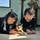 빛나냥 | 의정부 유기묘 카페 ‘빛나냥’ 후기