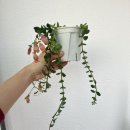 풍란 | [식물일기] 카랑코에 코랄벨 분갈이/대엽풍란 목부작