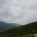 정금마을 차밭 앞 이미지