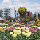 밀양 표충사가을&amp;양산국화축제 이미지