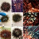 보라성게(Paracentrotus lividus)의 가시탈락병(bald disease) 이미지