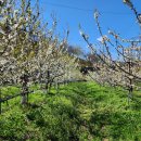 지리산황금나무 이미지