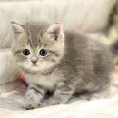 브리티쉬숏헤어 캐터리 | 브리티쉬숏헤어고양이분양 현재 분양가능한 아기고양이들을 소개합니다~