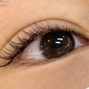 씨씨즈속눈썹 이미지