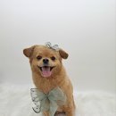 유니댕댕 이미지