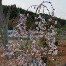 벗나무집 이미지