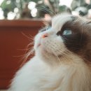 순한고양이 이미지