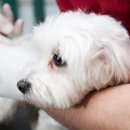 대공원 동물병원 이미지