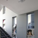 아메리칸스템프렙 이미지