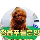 멍멍데잇 네이버블로그