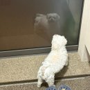 원성준영상의학과동물병원 | [세종동물병원] 세종 저렴한 동물병원 추천 / 정직한 진료 유진동물병원 &lt;강아지 심장병 진료후기&gt;