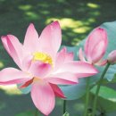 창가(한국SGI) 이미지