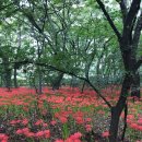 함양 상림숲에 피어있는 꽃무릇~^^ 이미지
