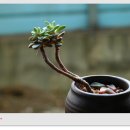 고운 프리티