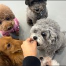 대구애견호텔 애견유치원 모여라솜뭉치 본점 | 장기 출장에도 안심! 대구애견호텔 모여라솜뭉치본점 만족한 이용 후기