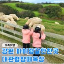 둥이목장 | 강원도 아이랑 가볼만한곳 '대관령양떼목장' 방문 후기♥︎ 가족여행 추천!