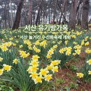 서산소나무힐링 | 서산 유기방가옥 수선화 축제 연장, 서산 놀거리 후기