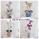 마리앙또꽃