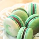 민트초코(Mint choco) 네이버블로그