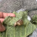 키워주세요 | 삼남매와 집에서 달팽이 키우기 반려 달팽이 장점과 주의할 점 직접 키워본 후기