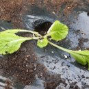 가나종묘농약사 이미지