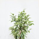 영전농장 이미지