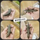 와우블루 이미지