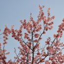 봄소식ㅡ올벚나무(양벚나무)꽃 이미지