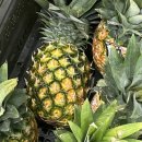 규상농장 이미지