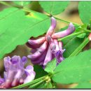 들꽃풍경 이미지