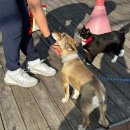 에코펜션&글램핑 | 강화도 태교여행 내돈내산 숙소 추천 '에코펜션&amp;글램핑'